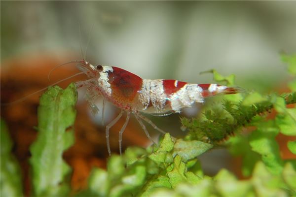 梦见自己抓了好多活虾_动物篇_卜易居手机版