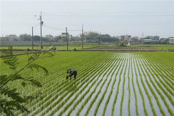 梦见别人插秧是什么意思_人物篇_卜易居手机版