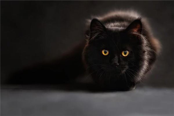 梦到和猫打架什么意思_动物篇_卜易居手机版