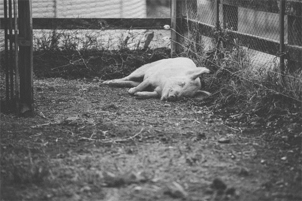 女人梦见猪屎满地_生活篇_卜易居手机版