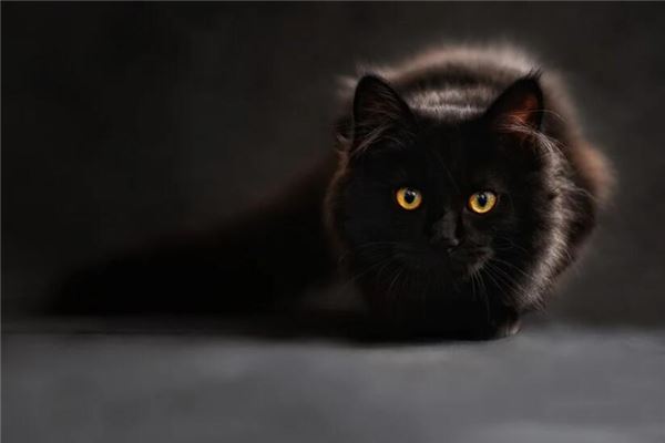 女人梦见黑色的猫_动物篇_卜易居手机版