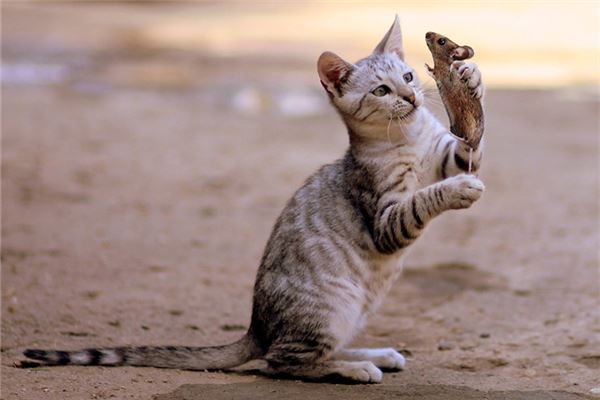 梦见老鼠和猫_动物篇_卜易居手机版