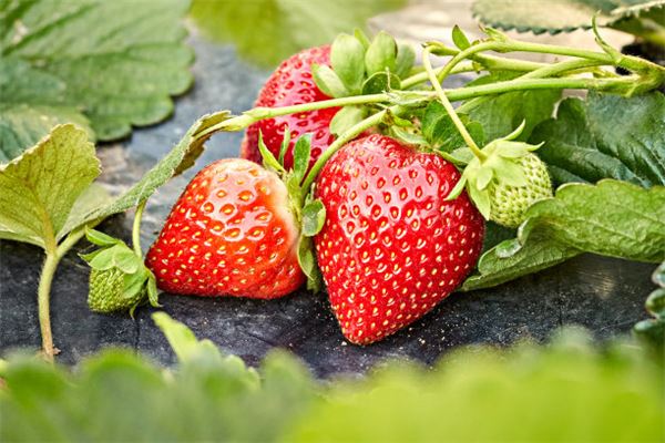 梦见草莓熟了在地里长着_植物篇_卜易居手机版