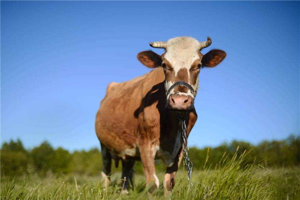 进入2017丁酉鸡年,今年运势大有起色,运势畅旺,气势如虹,正是大展鸿图