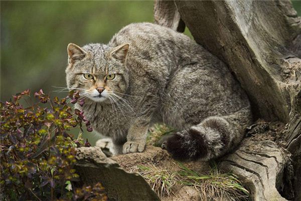 梦见野猫_做梦梦到野猫是什么意思_周公解梦大全查询手机版
