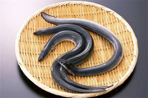 梦见黄鳝_做梦梦到黄鳝是什么意思_周公解梦大全查询手机版