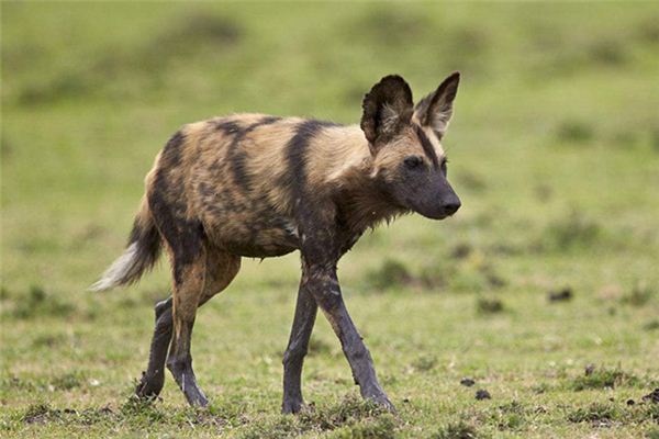 梦见猎犬、猎狗_做梦梦到猎犬、猎狗是什么意思_周公解梦大全查询手机版