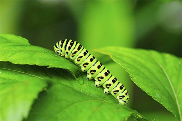 梦见虫、毛毛虫_做梦梦到虫、毛毛虫是什么意思_周公解梦大全查询手机版