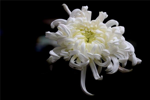 梦见白菊花_做梦梦到白菊花是什么意思_周公解梦大全查询手机版