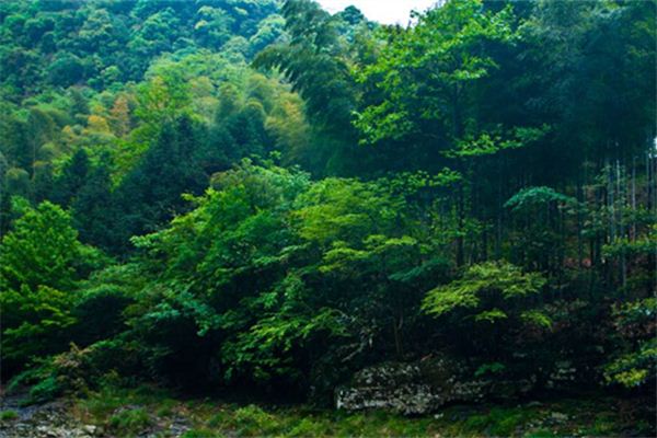 梦见山林草木_做梦梦到山林草木是什么意思_周公解梦大全查询手机版