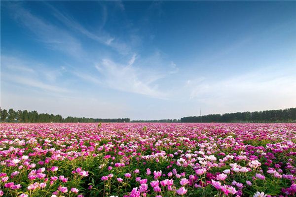 梦见花海_做梦梦到花海是什么意思_周公解梦大全查询手机版