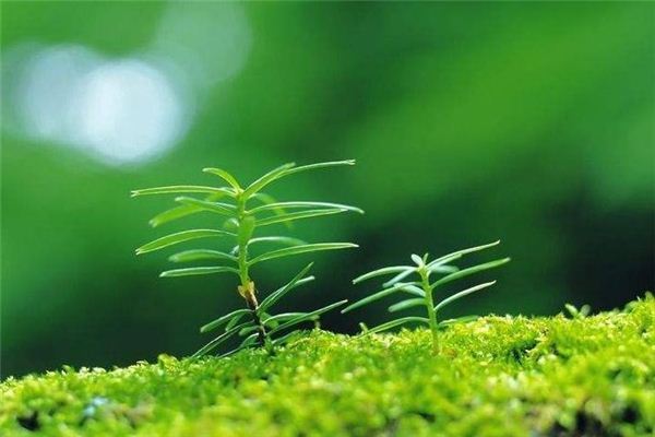 梦见树苗_做梦梦到树苗是什么意思_周公解梦大全查询手机版