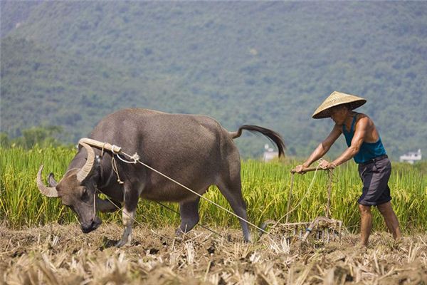 梦见种地耕田_做梦梦到种地耕田是什么意思_周公解梦大全查询手机版