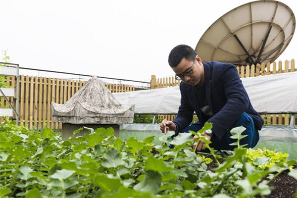 梦见种菜_做梦梦到种菜是什么意思_周公解梦大全查询手机版