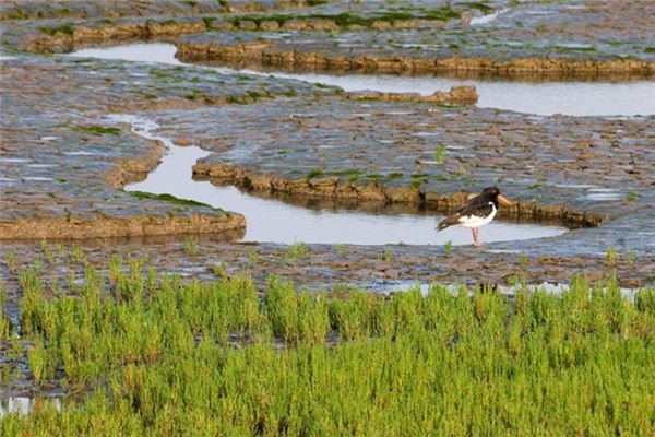 梦见沼泽、湿地_做梦梦到沼泽、湿地是什么意思_周公解梦大全查询手机版