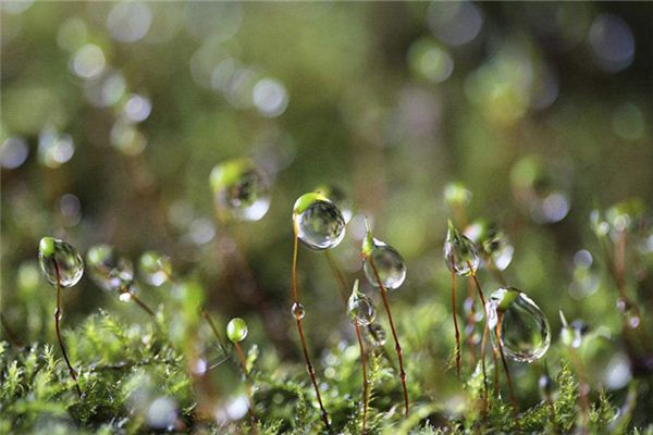 梦见露水_做梦梦到露水是什么意思_周公解梦大全查询手机版