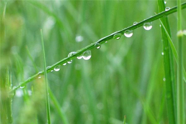 梦见春雨_做梦梦到春雨是什么意思_周公解梦大全查询手机版