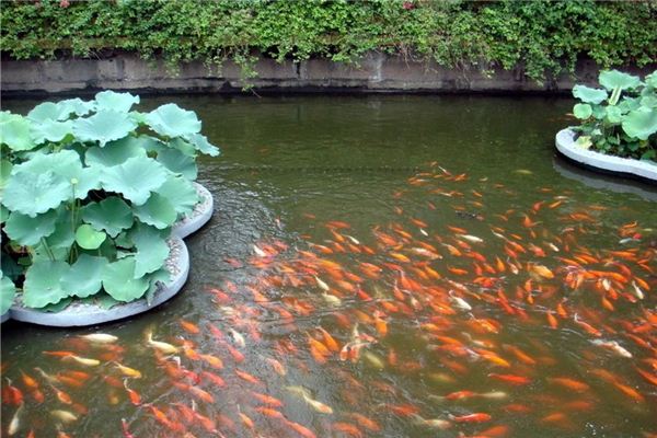 梦见水塘、鱼塘_做梦梦到水塘、鱼塘是什么意思_周公解梦大全查询手机版