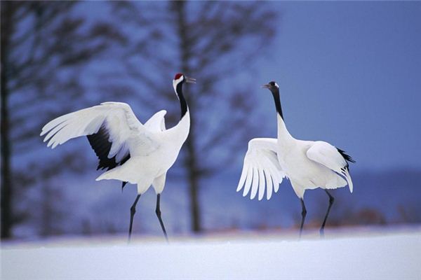 梦见鹤、仙鹤_做梦梦到鹤、仙鹤是什么意思_周公解梦大全查询手机版