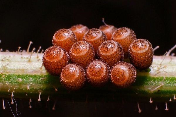 梦见虫卵_做梦梦到虫卵是什么意思_周公解梦大全查询手机版